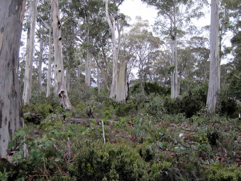 Lot 51 Wigrams Way, London Lakes TAS 7140