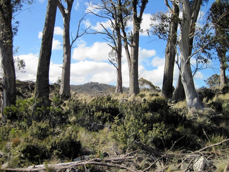 42 Bronte Estate Road, Bronte Park TAS 7140