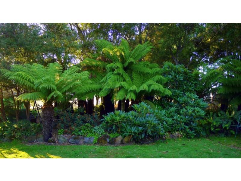 1136 Liffey Road, Liffey TAS 7301