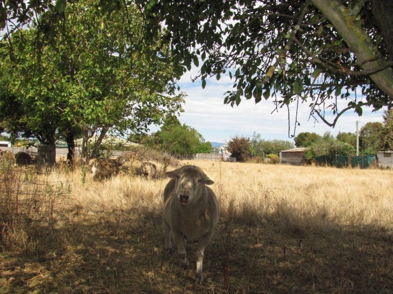 5 Malcombe Street, Longford TAS 7301