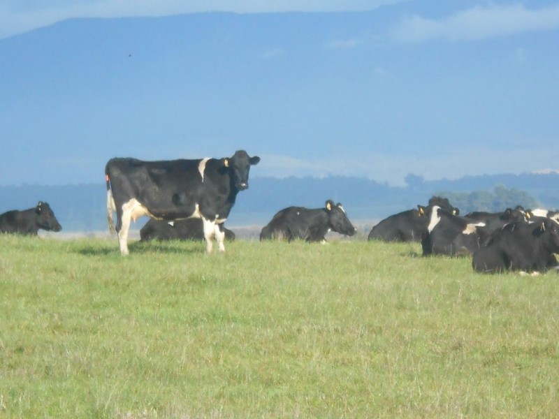 1397 Bishopsbourne Road, Bishopsbourne TAS 7301