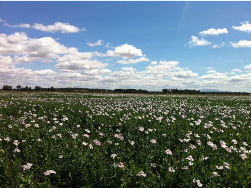 1397 Bishopsbourne Road, Bishopsbourne TAS 7301