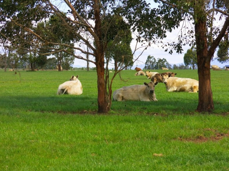 241 Cotton Street (fronts Cressy Rd), Longford TAS 7301