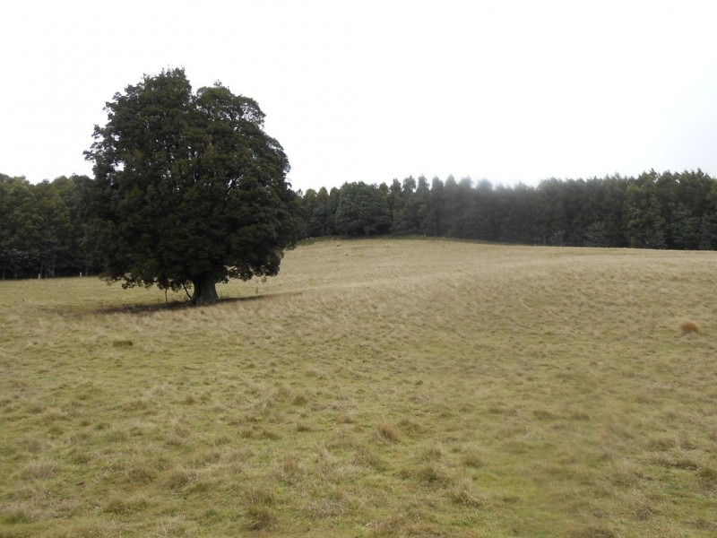 358 Camden Road (via Targa), Tayene TAS 7259