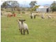143 Royal George, Avoca TAS 7213