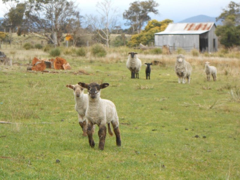 143 Royal George, Avoca TAS 7213