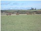 Lot 3 Wilmores Lane, Longford TAS 7301