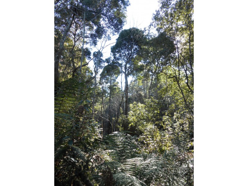 Lot 1 Myrtle Creek Road, Liffey TAS 7301