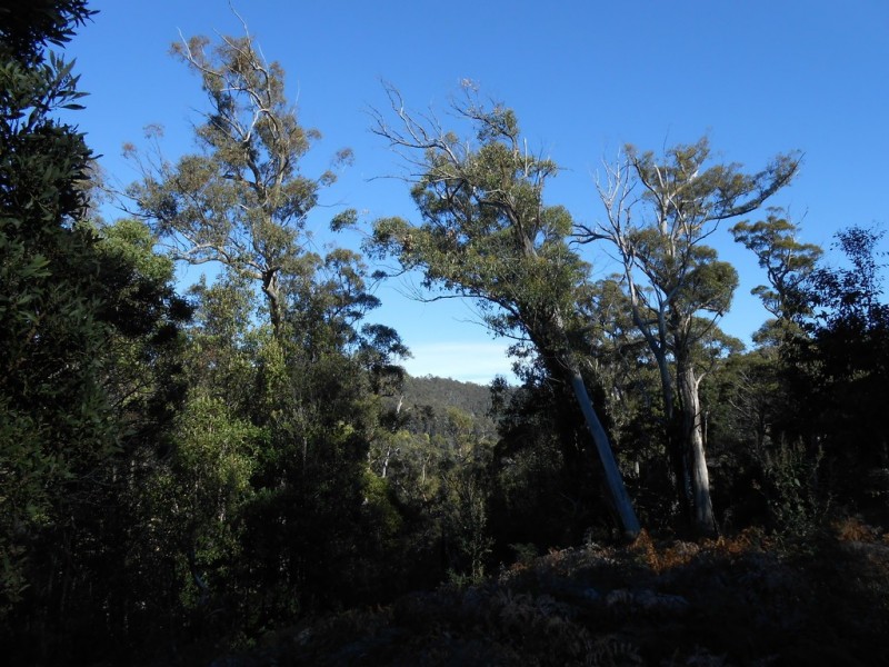 Lot 1 Myrtle Creek Road, Liffey TAS 7301