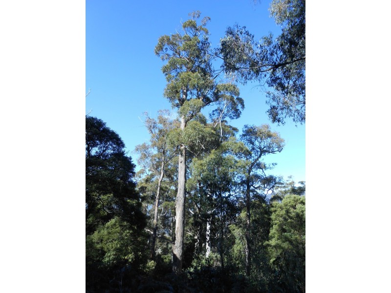 Lot 1 Myrtle Creek Road, Liffey TAS 7301