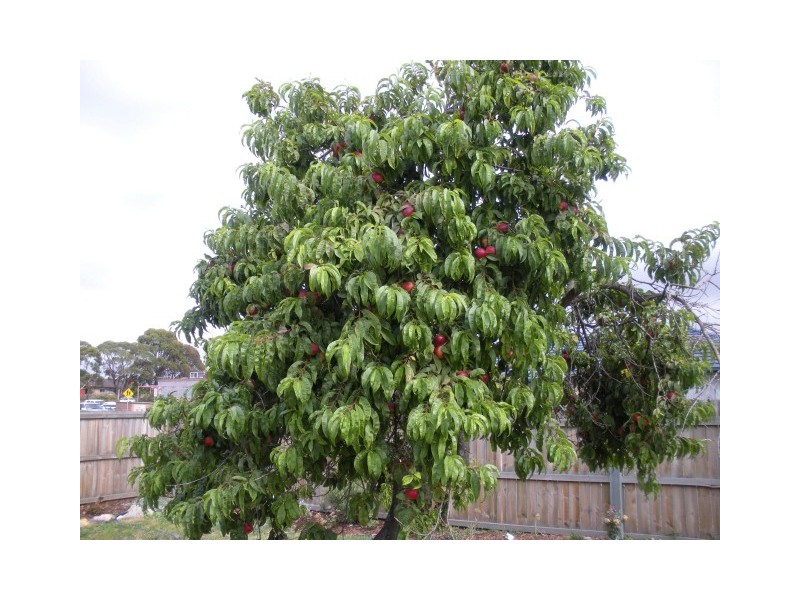 New Norfolk TAS 7140