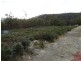 71 Douglas Road, Molesworth TAS 7140