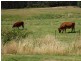 3001 Gordon River Road, Tyenna TAS 7140