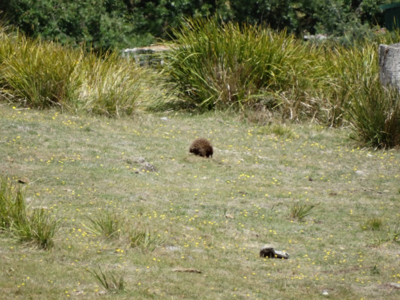 Lot 15 Menzies Road, Lachlan TAS 7140