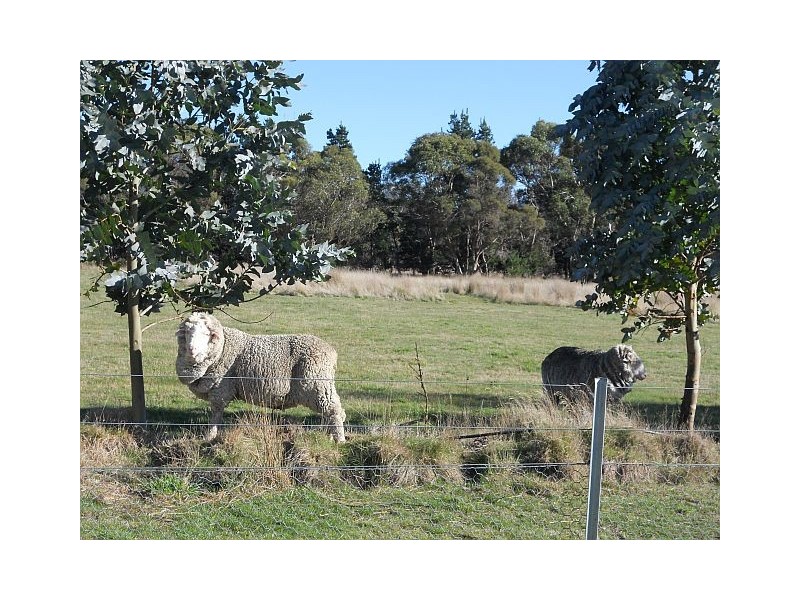 1 Louisa Street, Triabunna TAS 7190