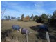 57 Inkerman Street, Triabunna TAS 7190