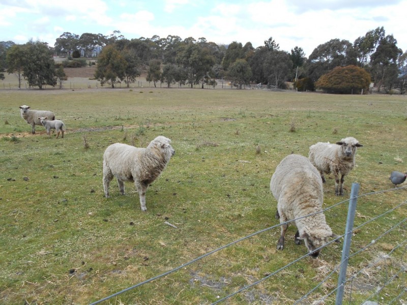 11 Cruttenden Street, Buckland TAS 7190