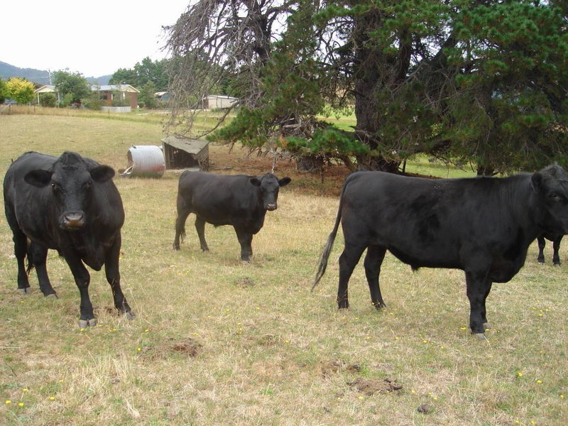 36118 Tasman Highway, Scottsdale TAS 7260