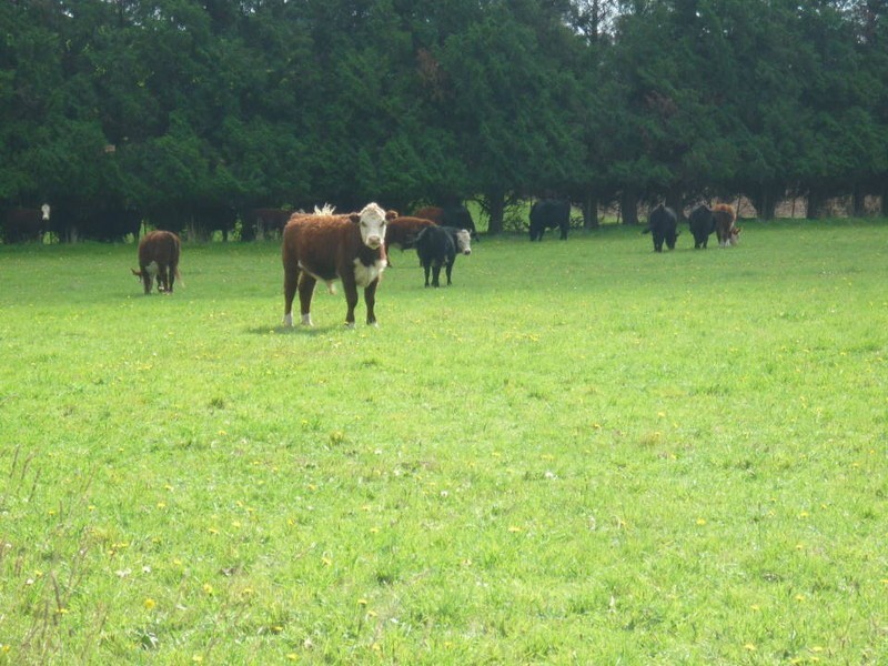 242 East Minstone Road, Scottsdale TAS 7260