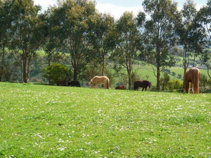 10 Fairview Ave, Ringarooma TAS 7263