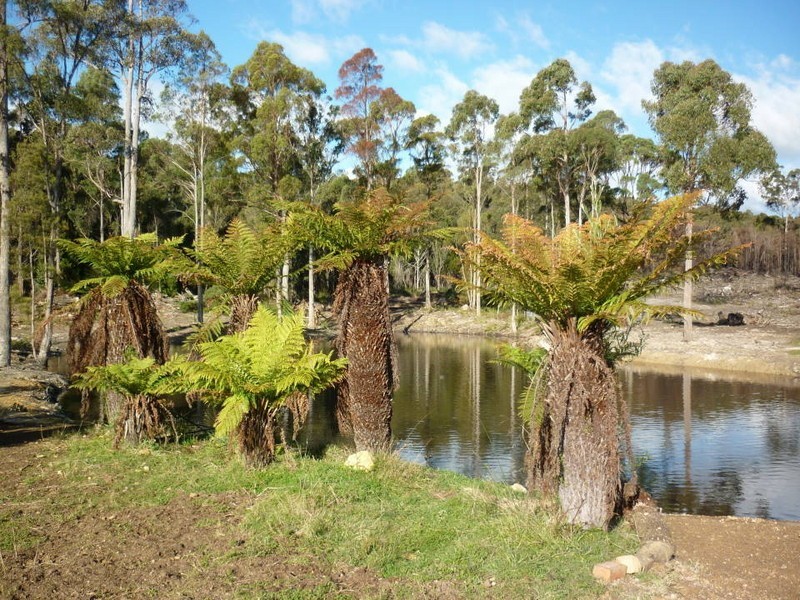 110 Bridport Back Road, Nabowla, Scottsdale TAS 7260