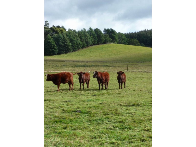 33317 Tasman Highway, Legerwood TAS 7263