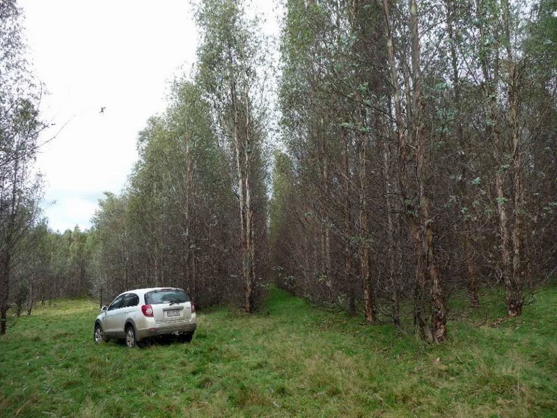 33317 Tasman Highway, Legerwood TAS 7263