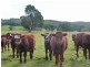 33317 Tasman Highway, Legerwood TAS 7263