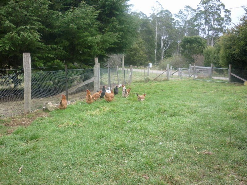 15 Mt Paris Dam Road, Weldborough TAS 7264