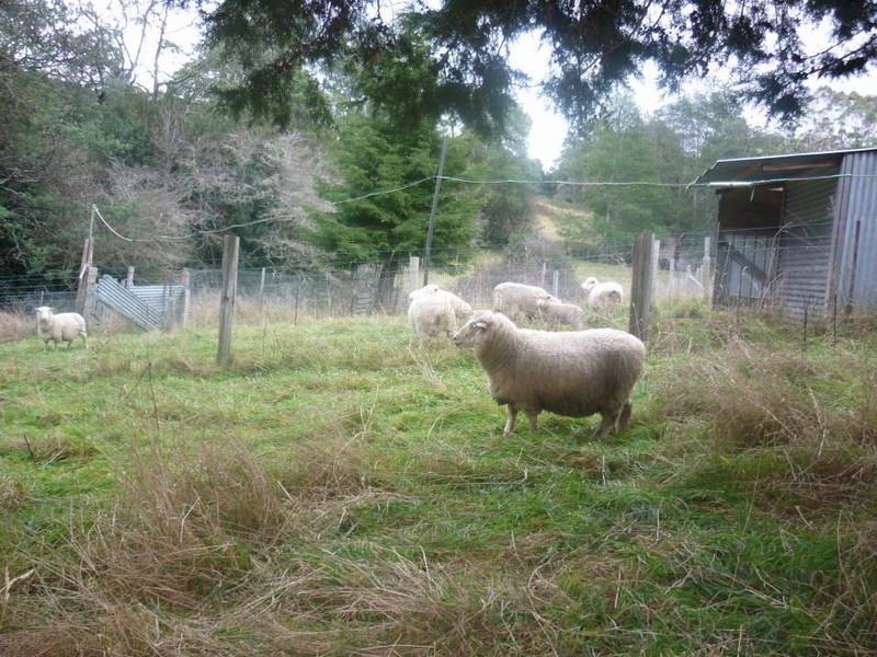 15 Mt Paris Dam Road, Weldborough TAS 7264