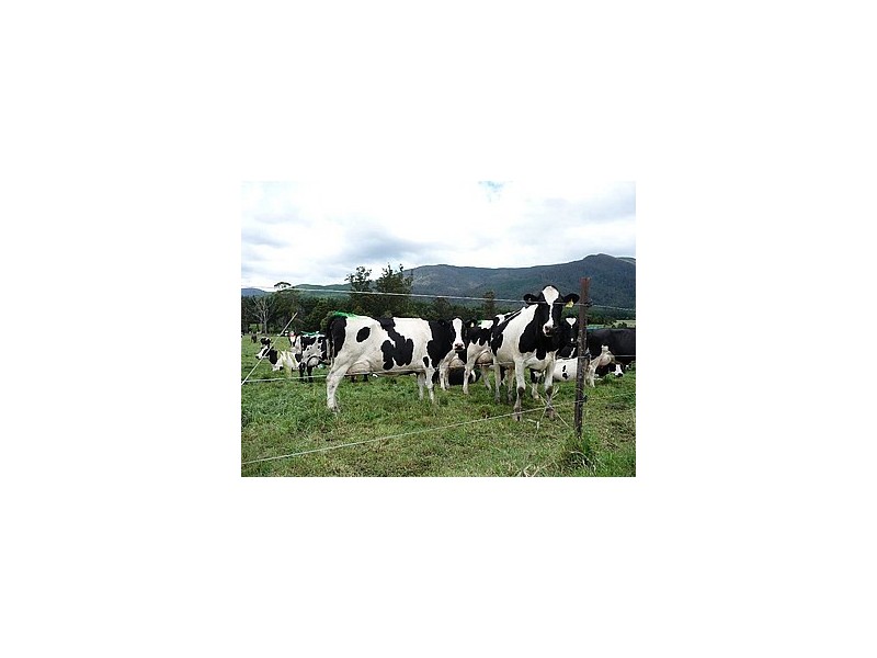 310 Mackenzie Valley Road, Cuckoo, Scottsdale TAS 7260