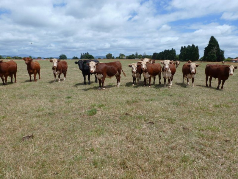 60 George Street, Scottsdale TAS 7260