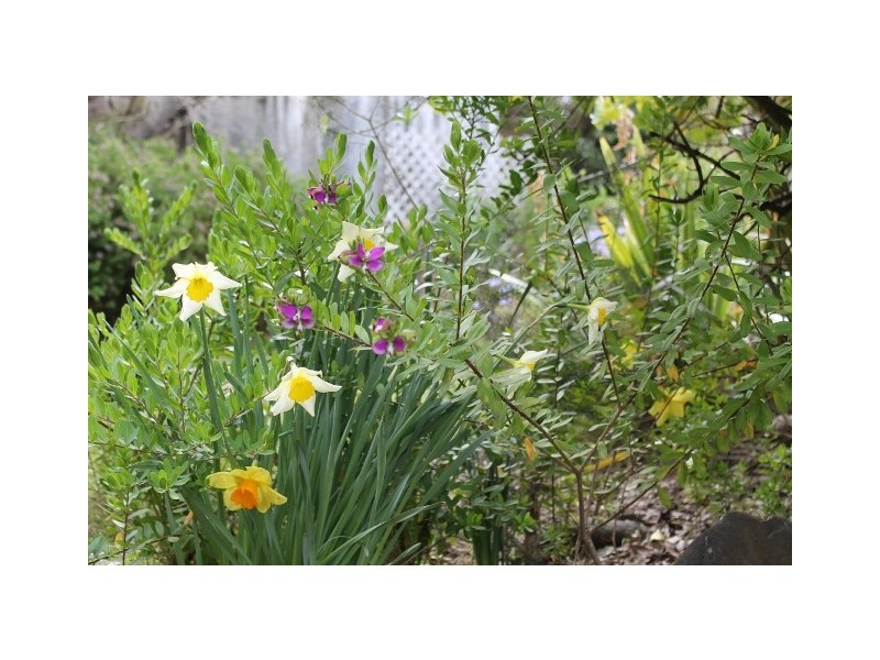 51 Ralph Street, Weymouth TAS 7252