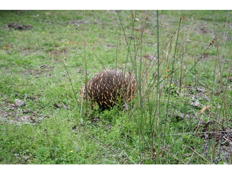 495 Smith and Others Rd, Sassafras TAS 7307