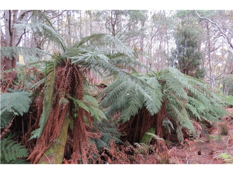 83 Tiers View Road, Golden Valley TAS 7304