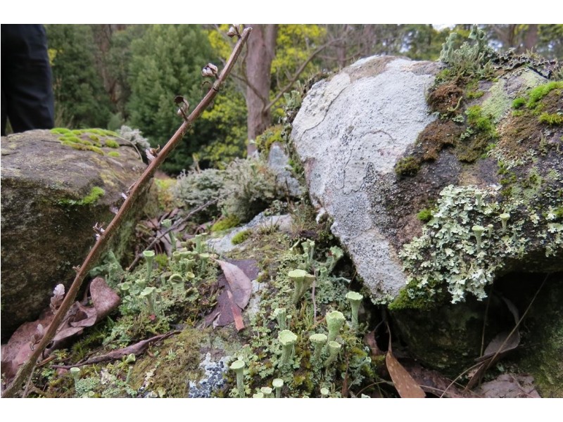 83 Tiers View Road, Golden Valley TAS 7304