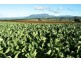 1378 Sheffield Road, Barrington TAS 7306
