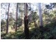 199 Dawkins Road, Lower Beulah TAS 7306