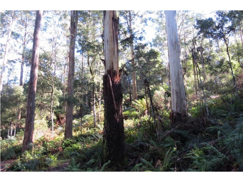 199 Dawkins Road, Lower Beulah TAS 7306