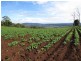 Lot 8 Maloneys Road, Sunnyside TAS 7305