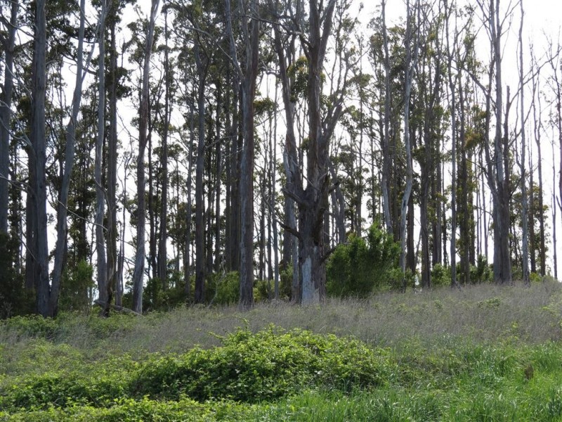 Lot 8 Maloneys Road, Sunnyside TAS 7305