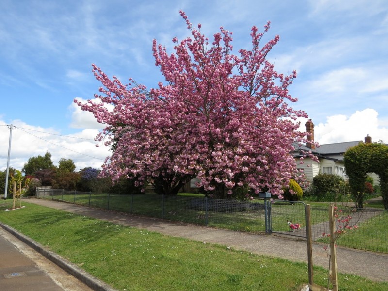 113 High Street, Sheffield TAS 7306