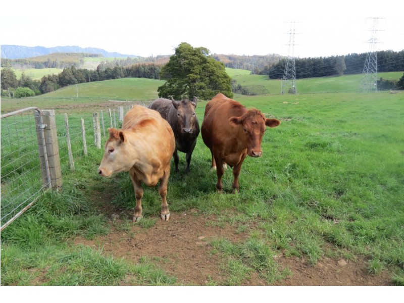 25 Holmes Road, Roland TAS 7306