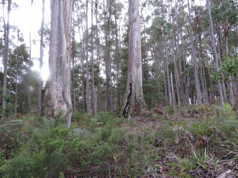 250 Lonely Hollow Road, Lower Beulah TAS 7306
