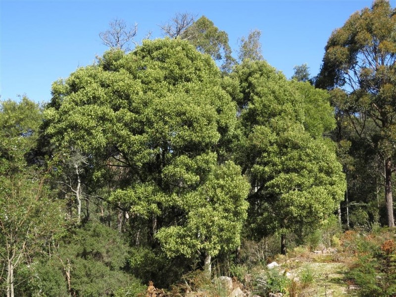 Lot 1 Sheffield Road, Sheffield TAS 7306