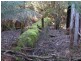 Lot 1 Sheffield Road, Sheffield TAS 7306