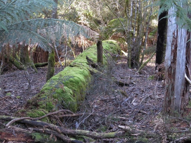 Lot 1 Sheffield Road, Sheffield TAS 7306