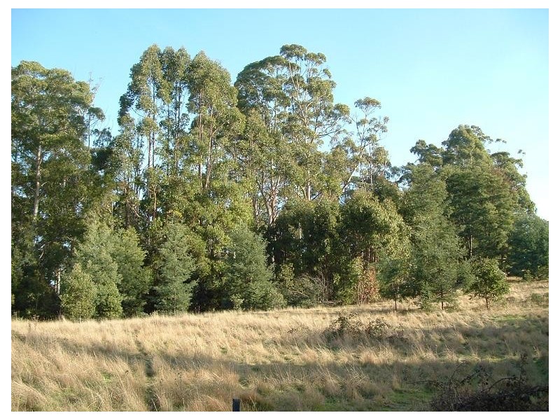 Lot 3 Dawkins Road, Lower Beulah TAS 7306