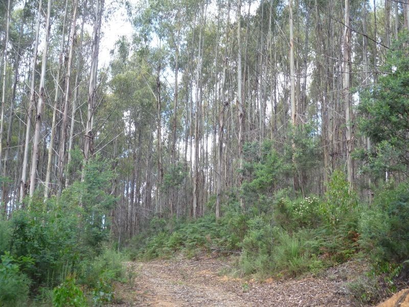 311 Staverton Road, Promised Land TAS 7306