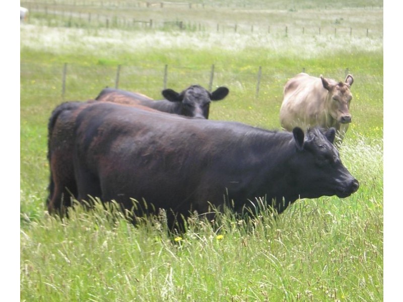 721 Sunnyside Road, Sunnyside TAS 7305